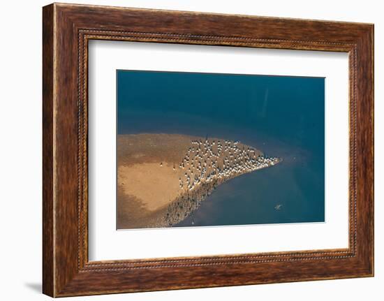 USA, Tennessee. White pelicans and cormorants creating patterns-Trish Drury-Framed Photographic Print