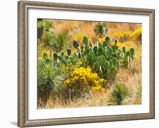 Usa. Texas, Guadalupe Mountain, Prickly Pear Cactus-Bernard Friel-Framed Photographic Print
