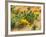 Usa. Texas, Guadalupe Mountain, Prickly Pear Cactus-Bernard Friel-Framed Photographic Print