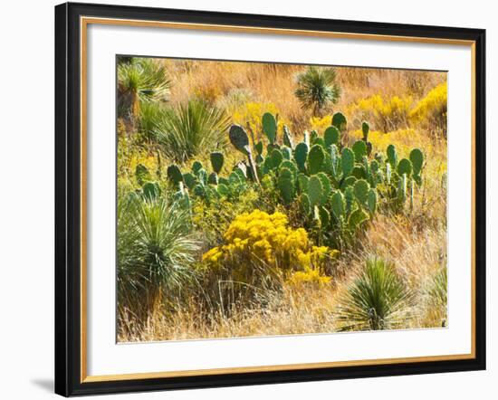 Usa. Texas, Guadalupe Mountain, Prickly Pear Cactus-Bernard Friel-Framed Photographic Print