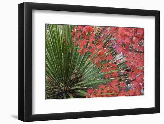 USA, Texas, Guadalupe Mountains NP. Bigtooth Maple Leaves and Sotol-Don Paulson-Framed Photographic Print