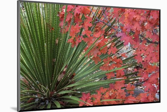 USA, Texas, Guadalupe Mountains NP. Bigtooth Maple Leaves and Sotol-Don Paulson-Mounted Photographic Print