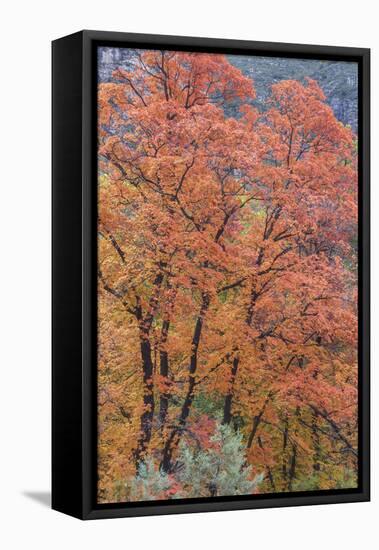 USA, Texas, Guadalupe Mountains NP. Scenic of McKittrick Canyon-Don Paulson-Framed Premier Image Canvas