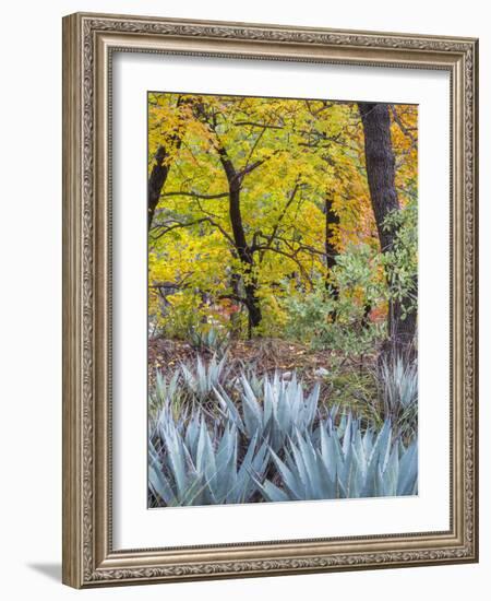 USA, Texas, Guadalupe Mountains NP. Scenic of McKittrick Canyon-Don Paulson-Framed Photographic Print