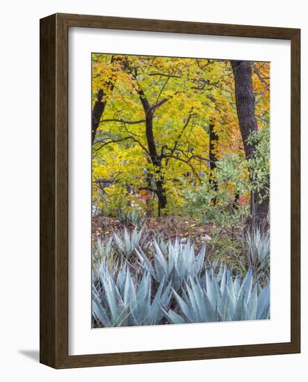 USA, Texas, Guadalupe Mountains NP. Scenic of McKittrick Canyon-Don Paulson-Framed Photographic Print