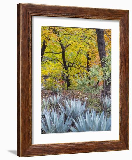 USA, Texas, Guadalupe Mountains NP. Scenic of McKittrick Canyon-Don Paulson-Framed Photographic Print