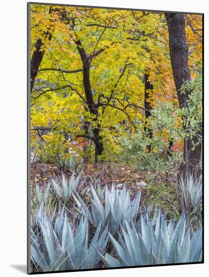 USA, Texas, Guadalupe Mountains NP. Scenic of McKittrick Canyon-Don Paulson-Mounted Photographic Print