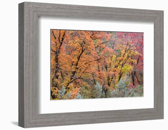 USA, Texas, Guadalupe Mountains NP. Scenic of McKittrick Canyon-Don Paulson-Framed Photographic Print