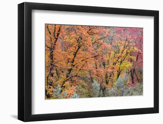 USA, Texas, Guadalupe Mountains NP. Scenic of McKittrick Canyon-Don Paulson-Framed Photographic Print