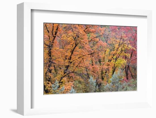 USA, Texas, Guadalupe Mountains NP. Scenic of McKittrick Canyon-Don Paulson-Framed Photographic Print