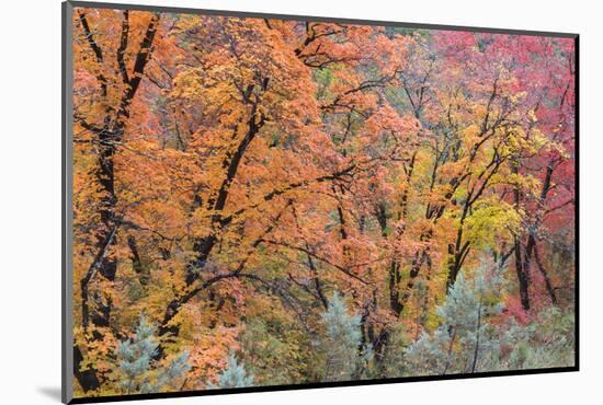 USA, Texas, Guadalupe Mountains NP. Scenic of McKittrick Canyon-Don Paulson-Mounted Photographic Print