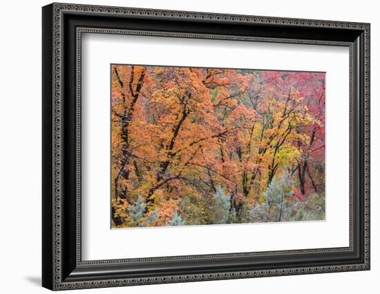 USA, Texas, Guadalupe Mountains NP. Scenic of McKittrick Canyon-Don Paulson-Framed Photographic Print