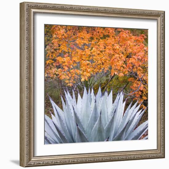 USA, Texas, Guadalupe Mountains NP. Scenic of McKittrick Canyon-Don Paulson-Framed Photographic Print