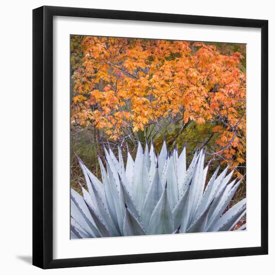 USA, Texas, Guadalupe Mountains NP. Scenic of McKittrick Canyon-Don Paulson-Framed Photographic Print