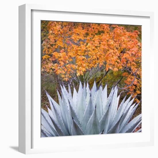 USA, Texas, Guadalupe Mountains NP. Scenic of McKittrick Canyon-Don Paulson-Framed Photographic Print