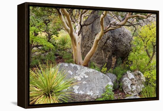 USA, Texas, Guadalupe Mountains NP. Scenic with Texas Madrona Tree-Don Paulson-Framed Premier Image Canvas