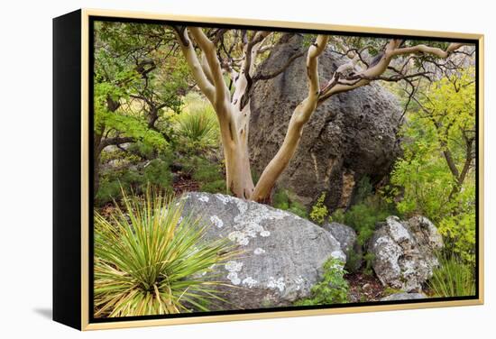 USA, Texas, Guadalupe Mountains NP. Scenic with Texas Madrona Tree-Don Paulson-Framed Premier Image Canvas