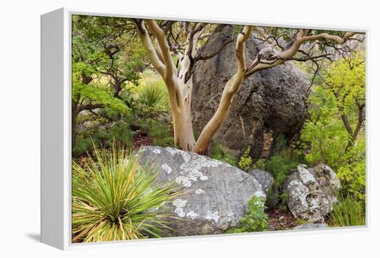 USA, Texas, Guadalupe Mountains NP. Scenic with Texas Madrona Tree-Don Paulson-Framed Premier Image Canvas