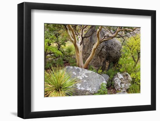 USA, Texas, Guadalupe Mountains NP. Scenic with Texas Madrona Tree-Don Paulson-Framed Photographic Print