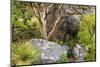 USA, Texas, Guadalupe Mountains NP. Scenic with Texas Madrona Tree-Don Paulson-Mounted Photographic Print