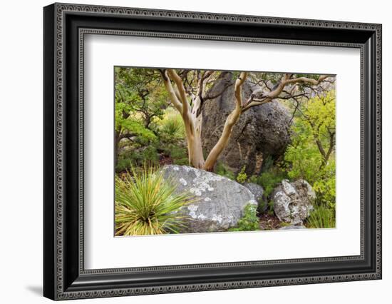 USA, Texas, Guadalupe Mountains NP. Scenic with Texas Madrona Tree-Don Paulson-Framed Photographic Print