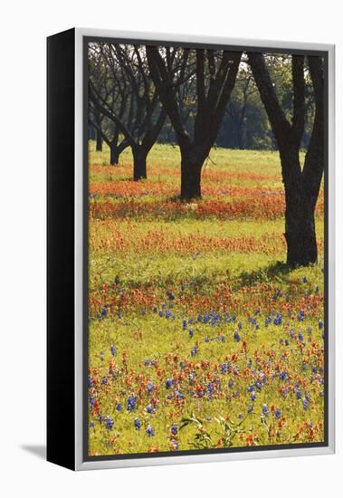 USA, Texas, Lyndon B. Johnson Sp and Historic Site, Bluebonnet Field-Darrell Gulin-Framed Premier Image Canvas