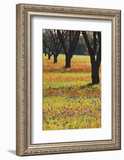 USA, Texas, Lyndon B. Johnson Sp and Historic Site, Bluebonnet Field-Darrell Gulin-Framed Photographic Print