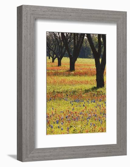 USA, Texas, Lyndon B. Johnson Sp and Historic Site, Bluebonnet Field-Darrell Gulin-Framed Photographic Print