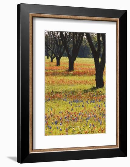 USA, Texas, Lyndon B. Johnson Sp and Historic Site, Bluebonnet Field-Darrell Gulin-Framed Photographic Print