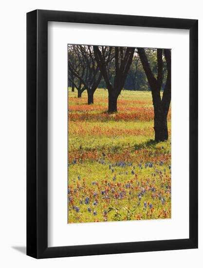 USA, Texas, Lyndon B. Johnson Sp and Historic Site, Bluebonnet Field-Darrell Gulin-Framed Photographic Print