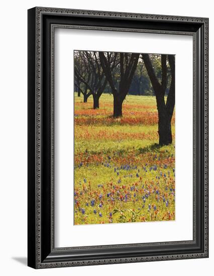 USA, Texas, Lyndon B. Johnson Sp and Historic Site, Bluebonnet Field-Darrell Gulin-Framed Photographic Print