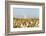 USA, Texas. Martin County, Pumpjack on cotton field-Alison Jones-Framed Photographic Print