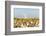 USA, Texas. Martin County, Pumpjack on cotton field-Alison Jones-Framed Photographic Print