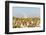 USA, Texas. Martin County, Pumpjack on cotton field-Alison Jones-Framed Photographic Print