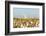 USA, Texas. Martin County, Pumpjack on cotton field-Alison Jones-Framed Photographic Print