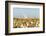 USA, Texas. Martin County, Pumpjack on cotton field-Alison Jones-Framed Photographic Print