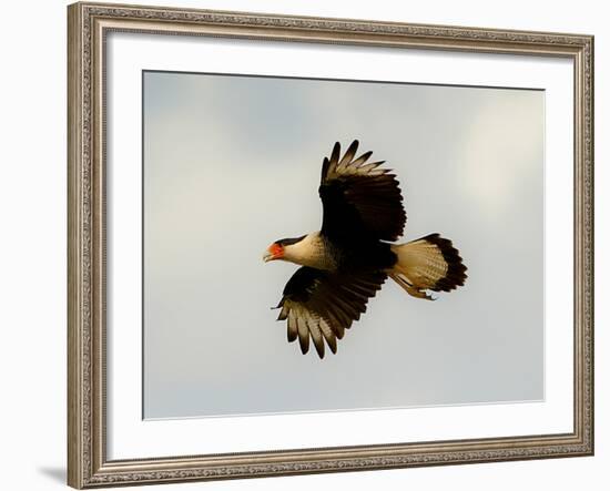 USA, Texas, Mission, Martin's Javelina Northern Caracara Flying-Bernard Friel-Framed Photographic Print