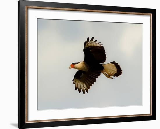 USA, Texas, Mission, Martin's Javelina Northern Caracara Flying-Bernard Friel-Framed Photographic Print