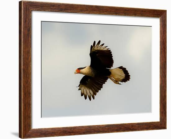 USA, Texas, Mission, Martin's Javelina Northern Caracara Flying-Bernard Friel-Framed Photographic Print