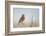 USA, Utah, Antelope Island. Western Meadowlark sings from a sagebrush perch in Spring.-Elizabeth Boehm-Framed Photographic Print