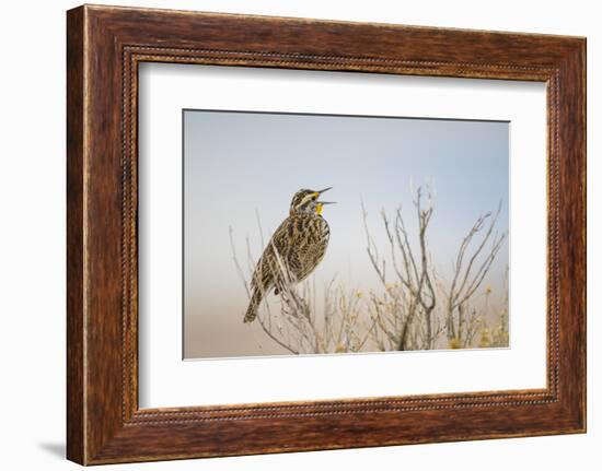 USA, Utah, Antelope Island. Western Meadowlark sings from a sagebrush perch in Spring.-Elizabeth Boehm-Framed Photographic Print