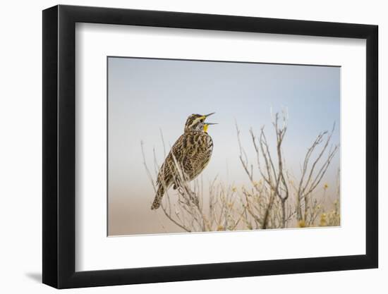 USA, Utah, Antelope Island. Western Meadowlark sings from a sagebrush perch in Spring.-Elizabeth Boehm-Framed Photographic Print
