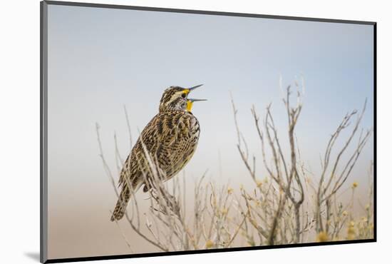 USA, Utah, Antelope Island. Western Meadowlark sings from a sagebrush perch in Spring.-Elizabeth Boehm-Mounted Photographic Print
