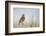 USA, Utah, Antelope Island. Western Meadowlark sings from a sagebrush perch in Spring.-Elizabeth Boehm-Framed Photographic Print