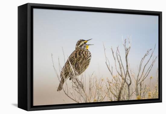 USA, Utah, Antelope Island. Western Meadowlark sings from a sagebrush perch in Spring.-Elizabeth Boehm-Framed Premier Image Canvas