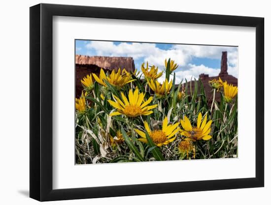 USA, Utah. Arrowleaf balsam root, sphinx moth, Castle Rock Spire and the Rectory, Castle Valley.-Judith Zimmerman-Framed Photographic Print