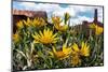 USA, Utah. Arrowleaf balsam root, sphinx moth, Castle Rock Spire and the Rectory, Castle Valley.-Judith Zimmerman-Mounted Photographic Print