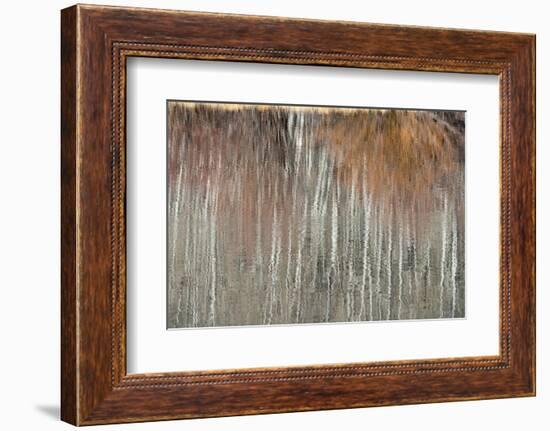 USA, Utah. Aspen and willow reflections on Warner Lake, Manti-La Sal National Forest.-Judith Zimmerman-Framed Photographic Print