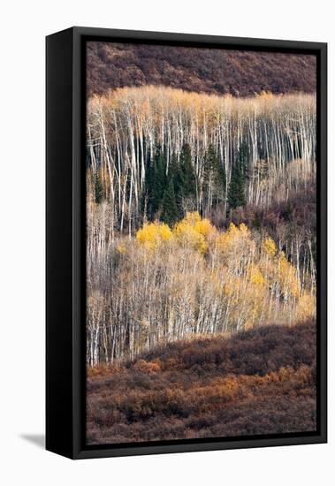 USA, Utah. Autumn aspen in the Manti-La Sal National Forest.-Judith Zimmerman-Framed Premier Image Canvas