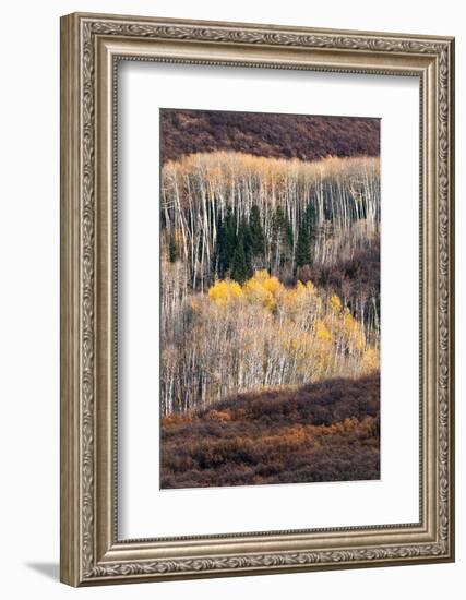 USA, Utah. Autumn aspen in the Manti-La Sal National Forest.-Judith Zimmerman-Framed Photographic Print